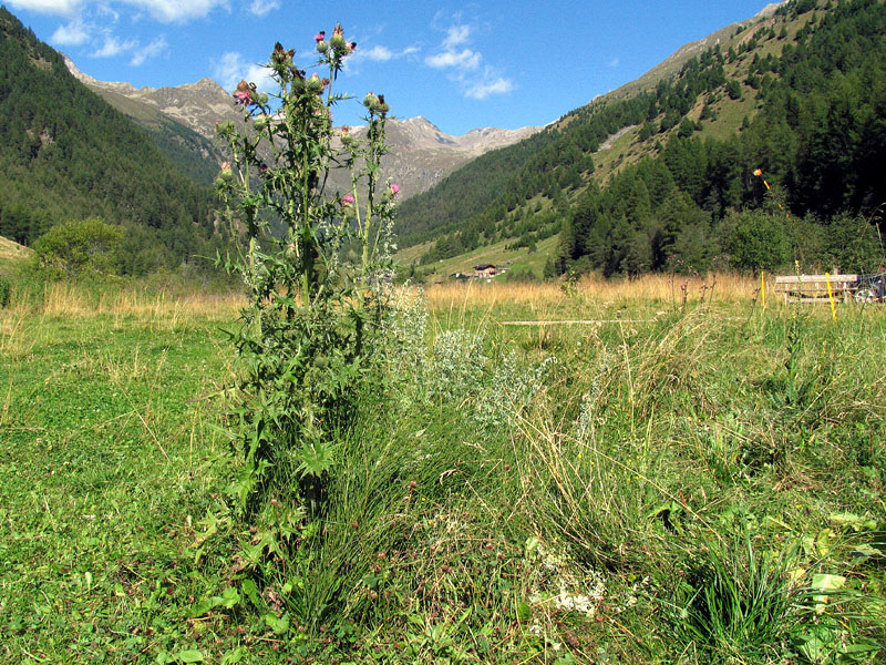 Cirsium vulgare (Savi) Ten / Cardo asinino